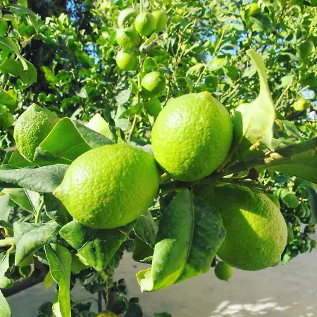 Eagles Cliff Willa *