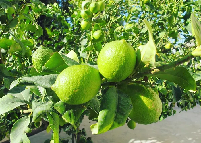 Eagles Cliff Willa *